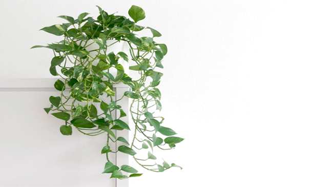 بهترین گیاهان داخلی برای آپارتمان